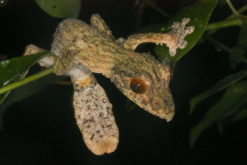 Gecko à queue plate mousse (Uroplatus sikorae)