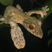 Mossy Leaf-tailed Gecko - Photo no rights reserved, uploaded by Scott Loarie