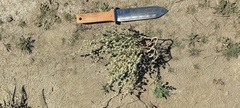 Atriplex argentea expansa