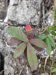 Hypericum monogynum