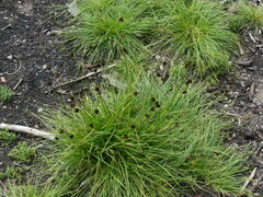 Carex nigricans