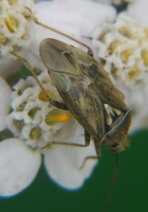 Lygus rugulipennis