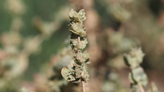 Atriplex argentea expansa