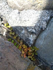 Epilobium nummulariifolium
