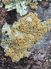 Rhizoplaca chrysoleuca