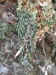 Adiantum erythrochlamys