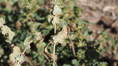Atriplex argentea expansa