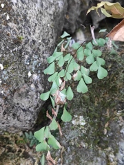 Adiantum erythrochlamys