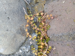 Epilobium nummulariifolium