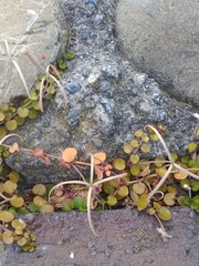 Epilobium nummulariifolium