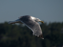 Larus argentatus image