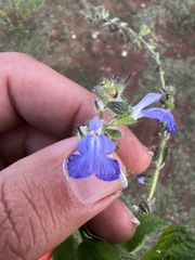 Salvia amarissima