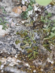 Adiantum erythrochlamys