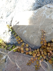 Epilobium nummulariifolium