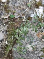 Adiantum erythrochlamys