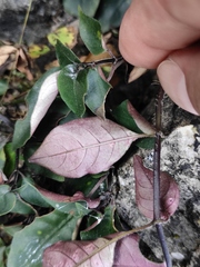 Ophiorrhiza japonica