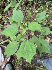 Triumfetta semitriloba