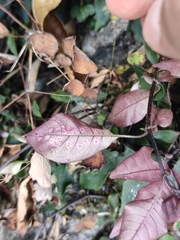 Ophiorrhiza japonica