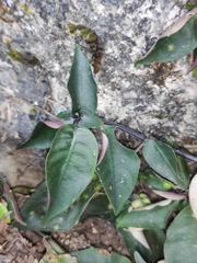 Ophiorrhiza japonica