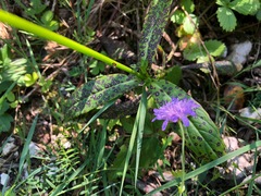 Knautia godetii