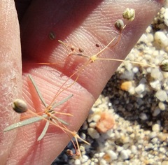 Hypertelis umbellata