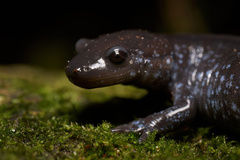 Ambystoma 'unisexual complex'