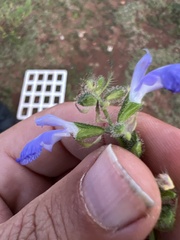 Salvia amarissima