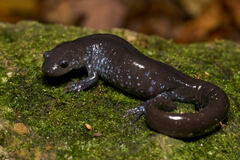 Ambystoma 'unisexual complex'