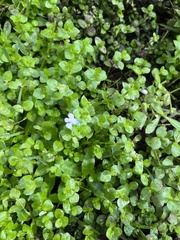 Lindernia rotundifolia