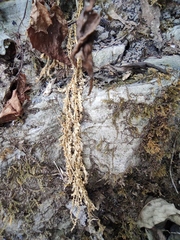 Selaginella limbata