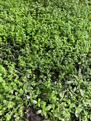 Lindernia rotundifolia