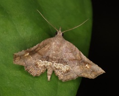 Throana pectinifer