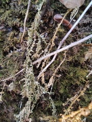 Selaginella limbata