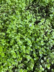 Lindernia rotundifolia