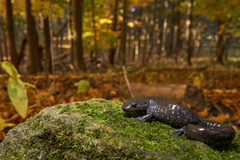 Ambystoma 'unisexual complex'