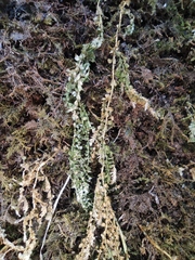 Selaginella limbata