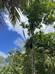 Vriesea macrostachya