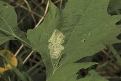 Tischeria quercitella