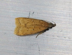 Dichomeris hamulifera