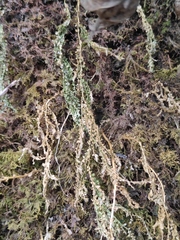 Selaginella limbata