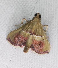 Endotricha repandalis