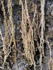 Selaginella limbata