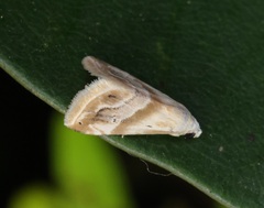 Eublemma roseana