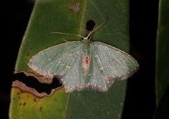 Hemithea tritonaria