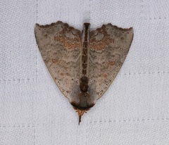 Hyperlopha compactilis