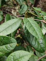 Sycopsis sinensis