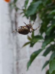 Neoscona orizabensis