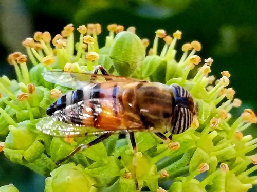 Stripe-eyed Lagoon Fly
