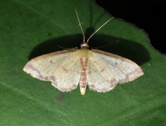 Idaea impexa