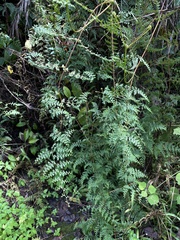 Odontosoria aculeata